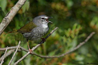 ARAÑERO OLIVÁCEO (Myiothlypis leucoblephara) - Arroyo La Boyada - SAN JOSÉ (Setiembre 2016)